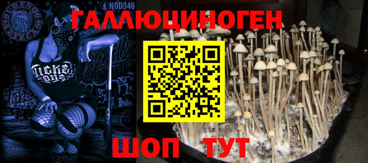 Гурьевск  Галлюциногенные грибы Magic Shrooms  Вход с VPN 